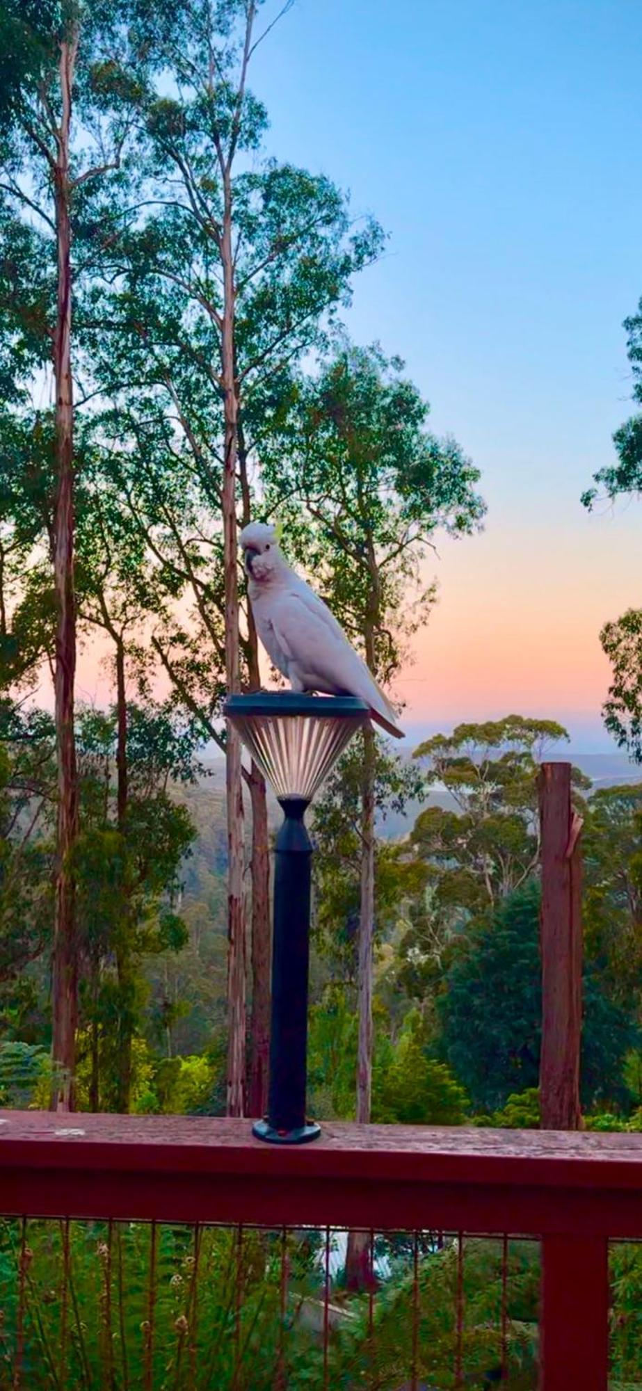 Melbourne Topview Villa In Dandenong Ranges Near Skyhigh Kalorama Exteriér fotografie