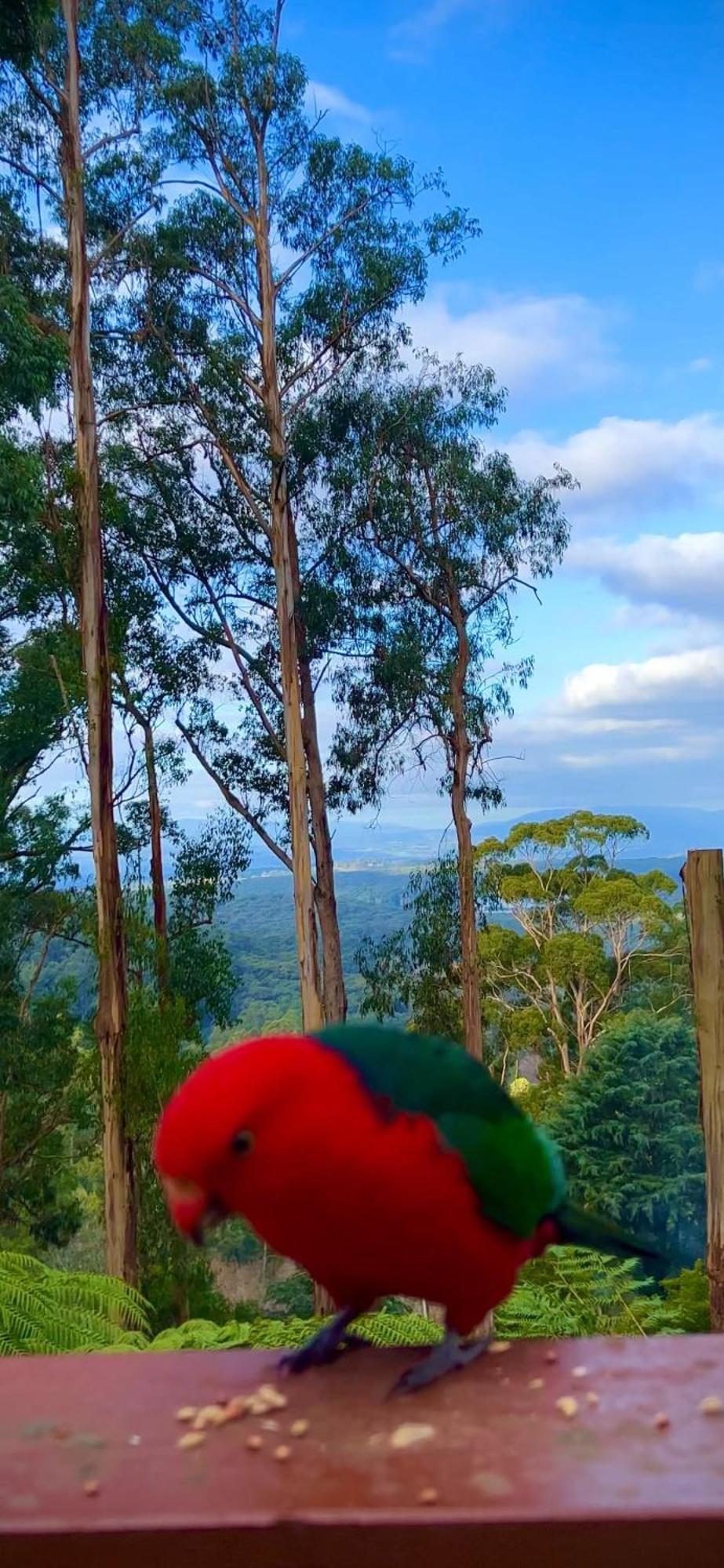 Melbourne Topview Villa In Dandenong Ranges Near Skyhigh Kalorama Exteriér fotografie